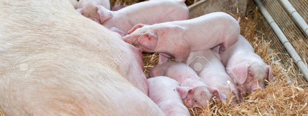 10 Bước Quản Lý Heo Nái Đẻ Thành Công 10 Bước Quản Lý Heo Nái Đẻ Thành Công