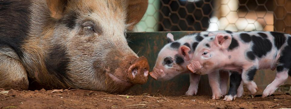Kỹ Thuật Chăm Sóc Heo Nái Nuôi Con Kỹ Thuật Chăm Sóc Heo Nái Nuôi Con