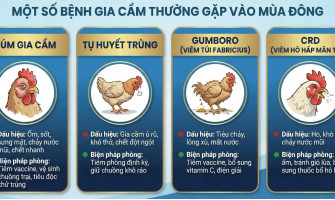 PHÒNG TRÁNH DỊCH BỆNH CHO GIA CẦM VÀO MÙA ĐÔNG